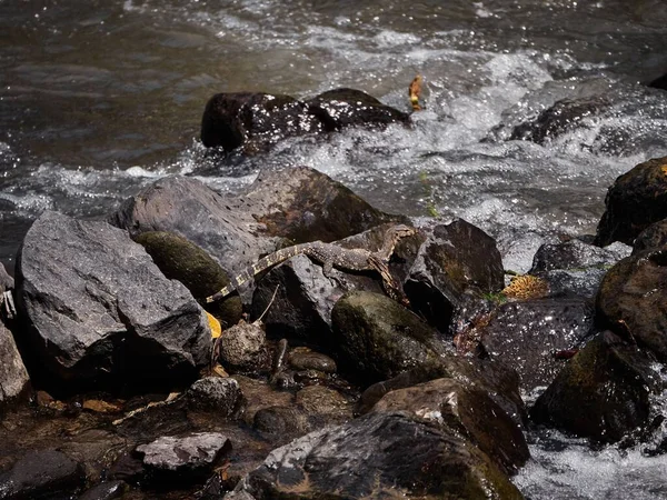 안개낀 강에서 위에서 도마뱀 라누스 — 스톡 사진