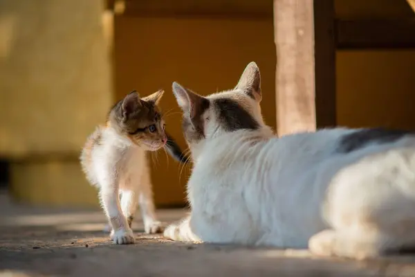Annesinin Yanında Duran Yeşil Gözlü Küçük Bir Kedi Yavrusu — Stok fotoğraf