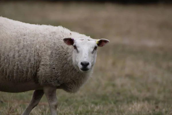 Zbliżenie Ujęcia Białej Owcy Texel Patrzącej Kamerę Polu — Zdjęcie stockowe