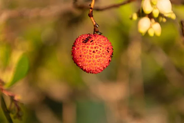 Jordgubbsträd Närbild Frukt — Stockfoto