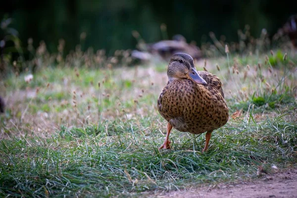Selective Focus Shot Mallard Duck Perched Grass — Stock Photo, Image
