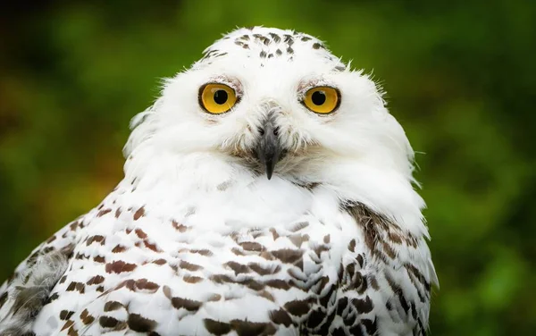 Close White Snowy Owl Bubo Scandiacus Green Background — Stock Photo, Image