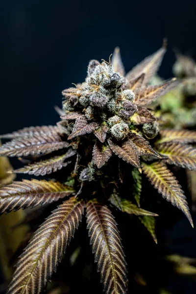 Vertical Shot Indoor Marijuana Bud Dark Background — Stock Photo, Image