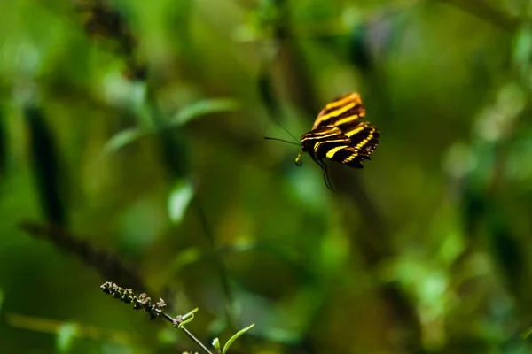 Зебра Длиннокрылая Бабочка Сидящая Цветке Размытом Фоне — стоковое фото