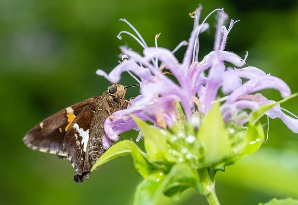 Ένα Κοντινό Πλάνο Του Epargyreus Clarus Πεταλούδα Σκαρφαλωμένο Στο Λουλούδι — Φωτογραφία Αρχείου