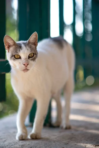 Függőleges Közelkép Egy Fehér Szürke Macskáról Aki Betonon Sétál Zöld — Stock Fotó