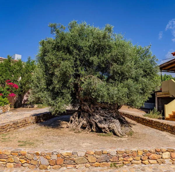 Starożytne Drzewo Oliwne Wieku Ponad 3000 Lat Krecie Grecja — Zdjęcie stockowe