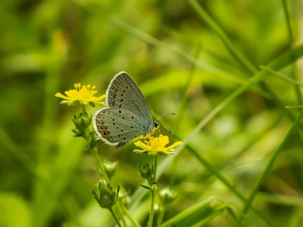 Egy Kis Pillangó Közelsége Egy Sárga Virág Tetején — Stock Fotó