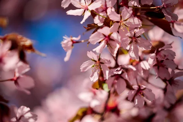 Nahaufnahme Eines Kirschbaums Der Garten Blüht — Stockfoto