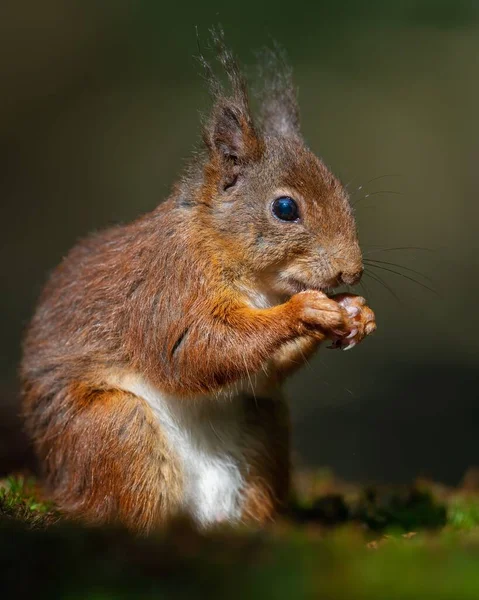 Une Belle Vue Écureuil Brun Mangeant Des Noix Dans Forêt — Photo