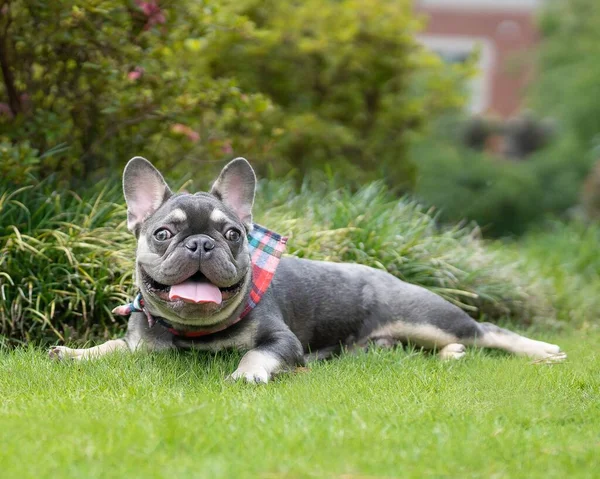 Primer Plano Adorable Bulldog Francés Oscuro Campo Hierba —  Fotos de Stock
