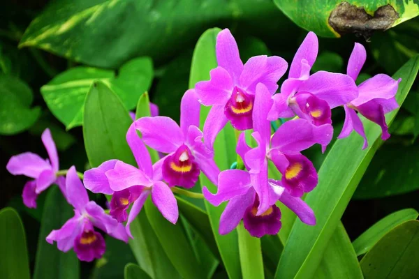 在花园里绽放的艳丽的紫色兰花的特写 — 图库照片
