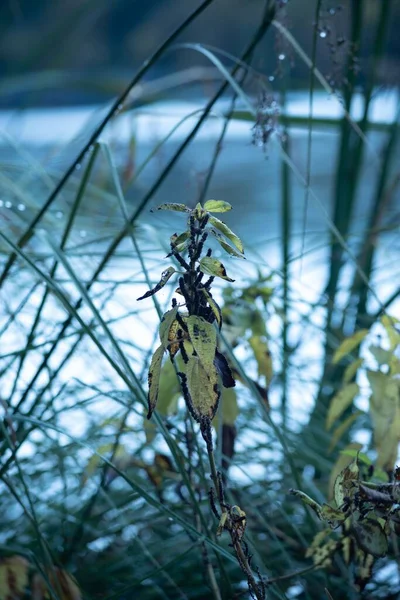 一种植物叶子的垂直截图 感染了一种疾病 在模糊的背景下变成黑色 — 图库照片