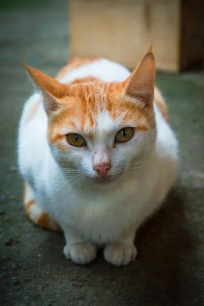 鮮やかな緑の目をした愛らしい白オレンジ色の国産猫の垂直クローズアップショット — ストック写真