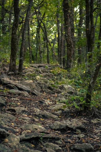 Een Verticaal Shot Van Een Rotsachtig Pad Het Groene Bos — Stockfoto