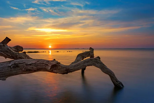 日没時に海岸沿いの木 — ストック写真