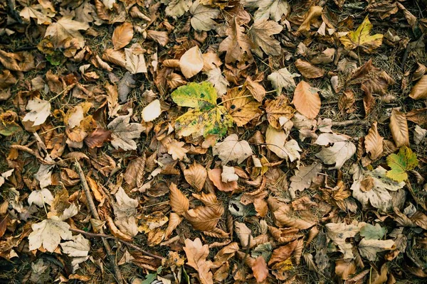 Uma Vista Superior Folhas Outono Coloridas Caídas Secas Floresta Papel — Fotografia de Stock