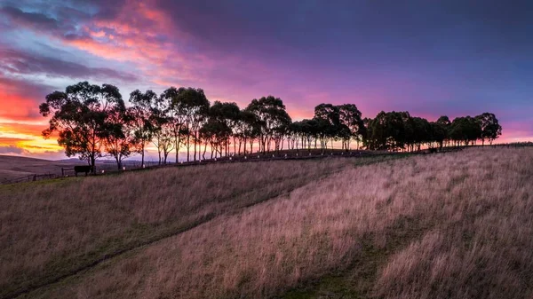 Een Silhouetted Toerbeurt Van Bomen Een Grasveld Bij Zonsondergang Met — Stockfoto
