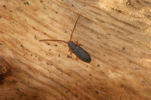 無機質な平樹皮の甲虫上の自然な閉鎖 ウレイオタ プラナタ 木の部分に — ストック写真