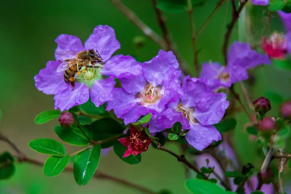 A shallow focus of a purple Pride of India (Lagerstroemia speciosa) with blur background