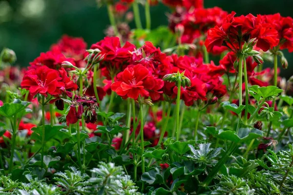 Röda Pelargonerna Trädgården — Stockfoto
