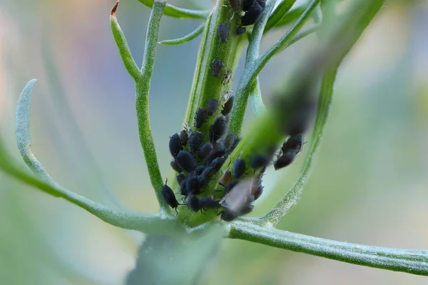 Eine Nahaufnahme Von Blattläusen Einer Pflanze — Stockfoto