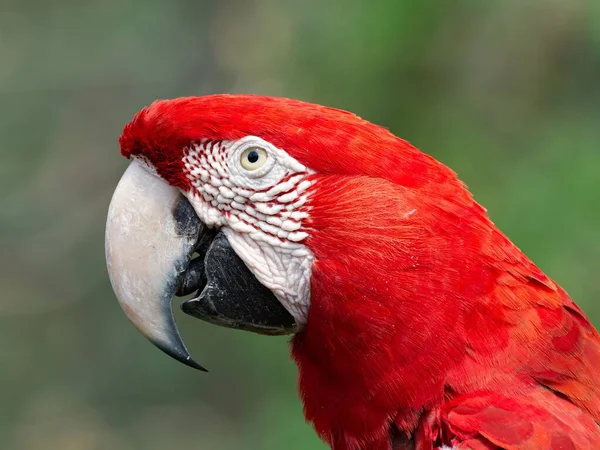 Santa Cruz Sierra Bolivya Kırmızı Bir Papağanın Yakın Çekimi — Stok fotoğraf