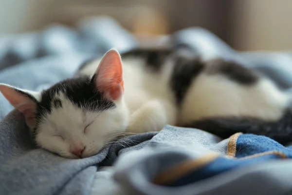 Battaniyenin Üzerinde Uyuyan Siyah Beyaz Bir Kedinin Yakın Plan Çekimi — Stok fotoğraf