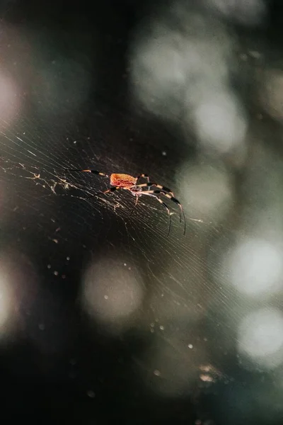 Svislé Detailní Záběr Argiope Appensa Pavouk Tvorby Sítě Rozmazaném Pozadí — Stock fotografie
