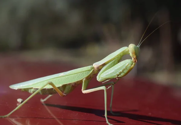 stock image A closeup of a European mantis on a red surface