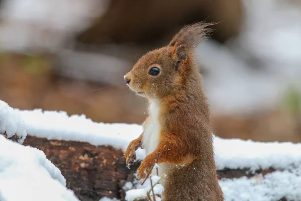 Primer Plano Una Ardilla Roja Bosque Cubierto Nieve Invierno — Foto de Stock