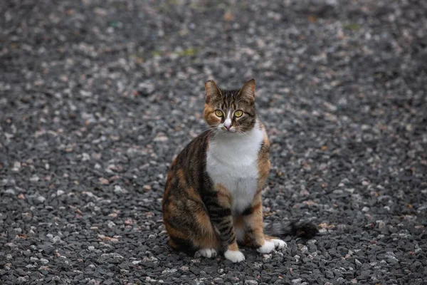 欧洲猎豹猫的特写镜头 — 图库照片