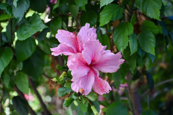 Ένα Από Ροζ Άνθη Ιβίσκου — Φωτογραφία Αρχείου