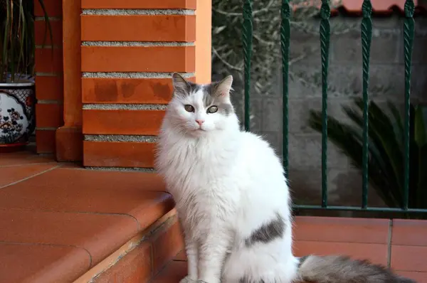 家の外の石段の上に愛らしい白い猫 — ストック写真