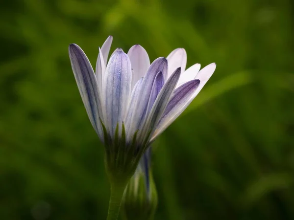 Selektiver Fokus Einer Lila Osteospermum Blume Einem Schattigen Garten Umgeben — Stockfoto
