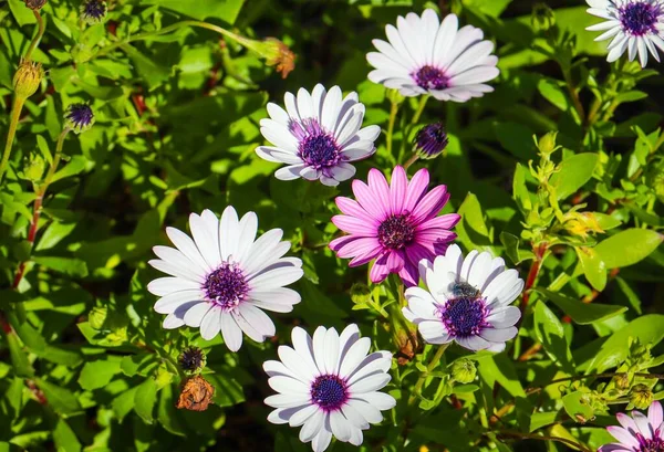 Delicate Purple African Daisies Osteospermum Green Leaves Sunny Day — Stock Photo, Image