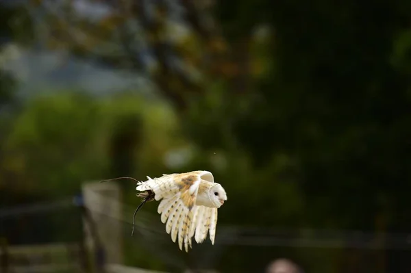 Barn Owl Tyto Alba Flying Park — Stock Photo, Image