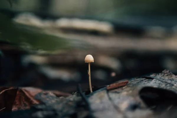 森の中で雨の後 湿った地面にPanaeolusキノコの浅い焦点ショット — ストック写真