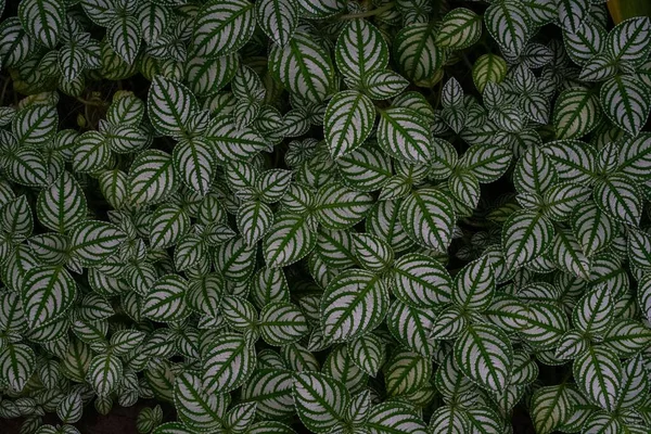 stock image The mosaic plant with white and green leaves - perfect for background or wallpaper