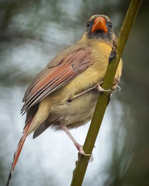 Closeup Shot Female Northern Cardinal Perched Tree Branch — Stock Photo, Image