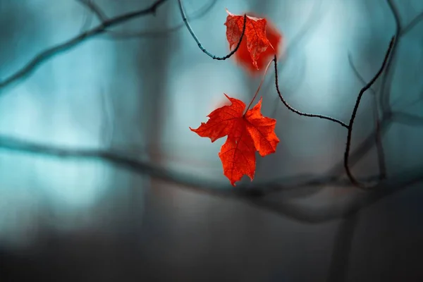 Eine Nahaufnahme Orangefarbener Herbstblätter Auf Einem Baum — Stockfoto