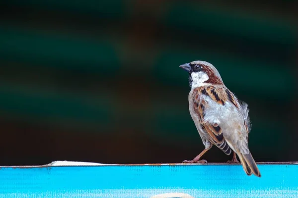 Closeup Male House Sparrow Passer Domesticus Blurry Background — Stock Photo, Image