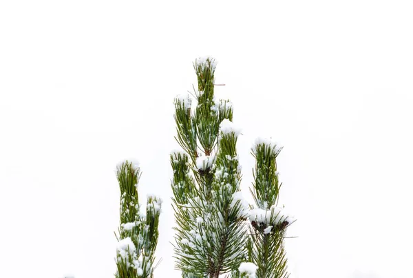 雪地覆盖的松树枝条的特写 在白色的背景上隔离开来 — 图库照片#
