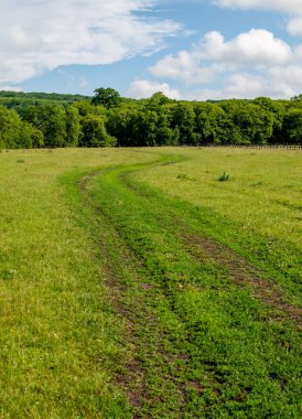 Güneşli bir günde çimlerin üzerindeki lastik izlerinin dikey çekimi sık bir ormana götürür.