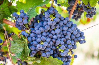 Asmadan sarkan olgun üzümlerin seçici odak noktası.