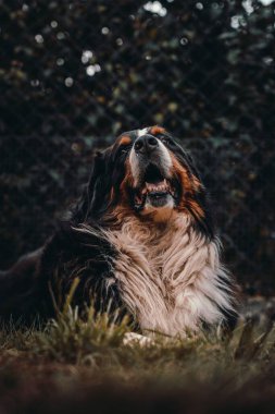 Bernese Dağ Köpeği 'nin dikey bir görüntüsü. Bahçede oturmuş, ağzı açık bir şekilde bakıyor.