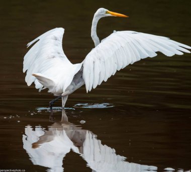 Göldeki büyük balıkçıl manzarası