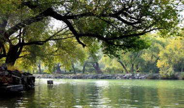 Gündüz vakti ağaçlarla çevrili güzel bir göl manzarası.