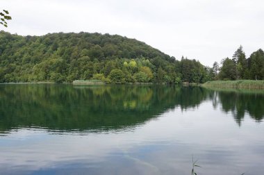 Plitvice Lakes Ulusal Parkı 'ndaki beyaz gökyüzünün altındaki muhteşem yeşil ağaçları yansıtan bir göl.