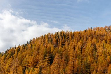 Undulatus Bulutları 'nın altında turuncu tarla ağaçlarıyla kaplı bir tepe.